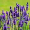 Munstead Lavender Live Plants - English Lavender, Purple-Blue Flowers, Set of 2, 4-6 Inch Tall, Outdoor - Image 1