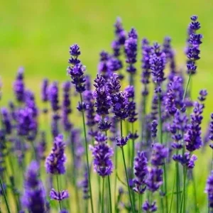 Munstead Lavender Live Plants - English Lavender, Purple-Blue Flowers, Set of 2, 4-6 Inch Tall, Outdoor - Image 1
