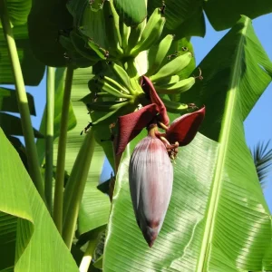 Musa 'Gran Nain' Banana Tree Seeds - 10 pcs - Fast Growing Indoor/Outdoor - Image 3