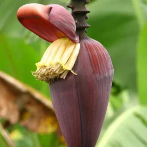 Musa 'Gran Nain' Banana Tree Seeds - 10 pcs - Fast Growing Indoor/Outdoor - Image 4