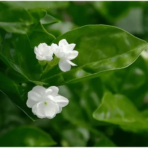 Mysore Mulli Sambac Jasmine Live Plant – Fragrant White Flowers, Half Gallon Pot, Indoor/Outdoor - Image 2