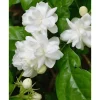 Mysore Mulli Sambac Jasmine Live Plant – Fragrant White Flowers, Half Gallon Pot, Indoor/Outdoor - Image 1