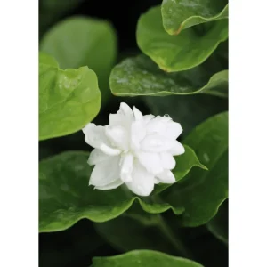 Mysore Mulli Sambac Jasmine Live Plant – Fragrant White Flowers, Half Gallon Pot, Indoor/Outdoor - Image 3