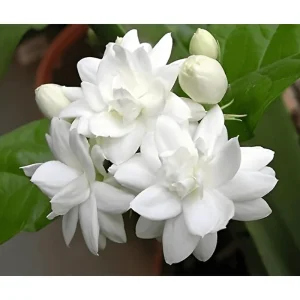 Mysore Mulli Sambac Jasmine Live Plant – Fragrant White Flowers, Half Gallon Pot, Indoor/Outdoor - Image 4