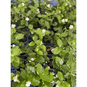 Mysore Mulli Sambac Jasmine Live Plant – Fragrant White Flowers, Half Gallon Pot, Indoor/Outdoor - Image 5