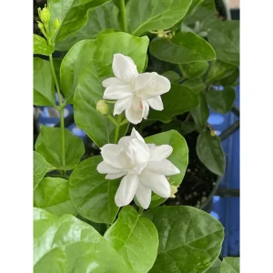 Mysore Mulli Sambac Jasmine Live Plant – Fragrant White Flowers, Half Gallon Pot, Indoor/Outdoor - Image 6