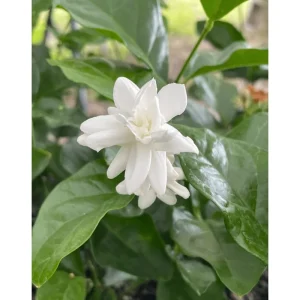 Mysore Mulli Sambac Jasmine Live Plant – Fragrant White Flowers, Half Gallon Pot, Indoor/Outdoor - Image 7