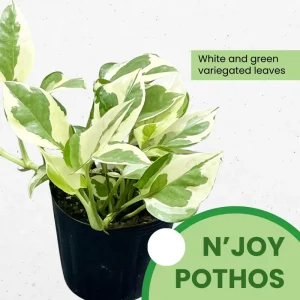N Joy Pothos Live Plant – Variegated Trailing Houseplant – 3-5 Inches Tall – Indoor - Image 2
