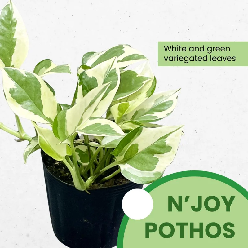 N Joy Pothos Live Plant – Variegated Trailing Houseplant – 3-5 Inches Tall – Indoor - Image 2