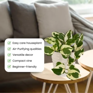 N Joy Pothos Live Plant – Variegated Trailing Houseplant – 3-5 Inches Tall – Indoor - Image 3