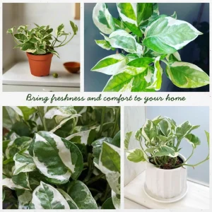 N Joy Pothos Live Plant – Variegated Trailing Houseplant – 3-5 Inches Tall – Indoor - Image 4