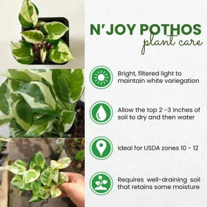 N Joy Pothos Live Plant – Variegated Trailing Houseplant – 3-5 Inches Tall – Indoor - Image 5