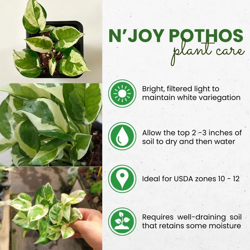 N Joy Pothos Live Plant – Variegated Trailing Houseplant – 3-5 Inches Tall – Indoor - Image 5