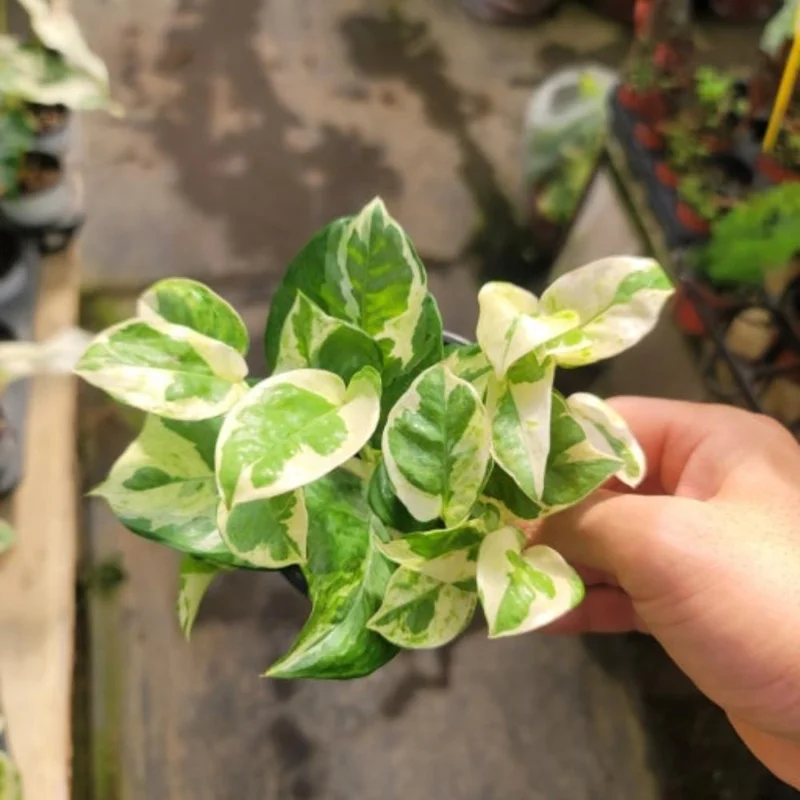 N Joy Pothos Live Plant – Variegated Trailing Houseplant – 3-5 Inches Tall – Indoor - Image 6