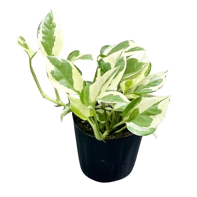 N Joy Pothos Live Plant – Variegated Trailing Houseplant – 3-5 Inches Tall – Indoor - Image 1