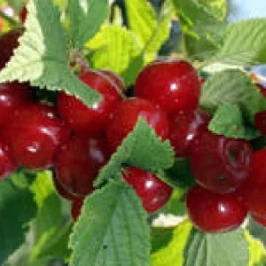 Nanking Bush Cherry Live Plant, Prunus tomentosa 'Nanking', 24+ Inches, Outdoor Shrub - Image 2
