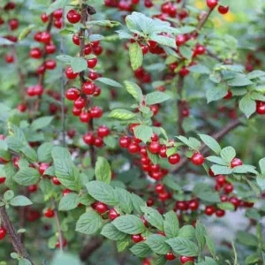 Nanking Bush Cherry Live Plant - Prunus tomentosa 'Nanking' Edible 24+ Inches Outdoor - Image 3
