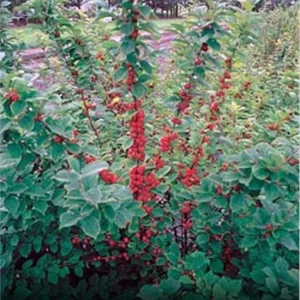 Nanking Bush Cherry Live Plant, Prunus tomentosa 'Nanking', 24+ Inches, Outdoor Shrub - Image 4