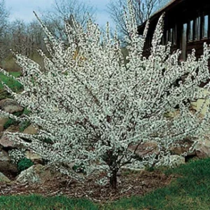 Nanking Bush Cherry Live Plant, Prunus tomentosa 'Nanking', 24+ Inches, Outdoor Shrub - Image 5