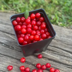 Nanking Cherry Live Plant, Red Sweet Bush, 6-12 Inches Tall, Outdoor Shrub - Image 10