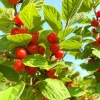 Nanking Cherry Live Plant, Red Sweet Bush, 6-12 Inches Tall, Outdoor Shrub - Image 1