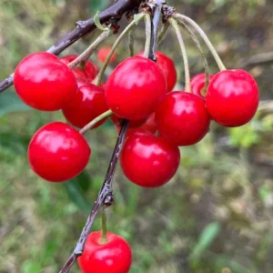 Nanking Cherry Live Plant, Red Sweet Bush, 6-12 Inches Tall, Outdoor Shrub - Image 3