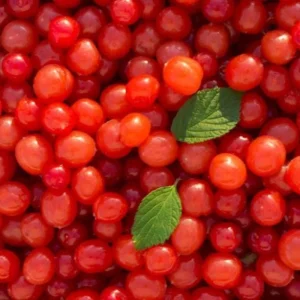 Nanking Cherry Live Plant, Red Sweet Bush, 6-12 Inches Tall, Outdoor Shrub - Image 6