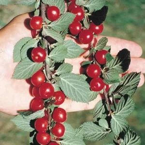 Nanking Cherry Live Plant, Red Sweet Bush, 6-12 Inches Tall, Outdoor Shrub - Image 8