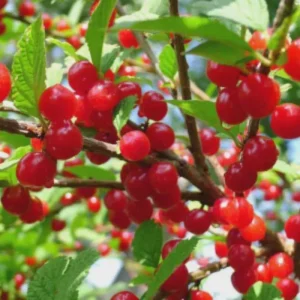 Nanking Cherry Live Plant, Red Sweet Bush, 6-12 Inches Tall, Outdoor Shrub - Image 9