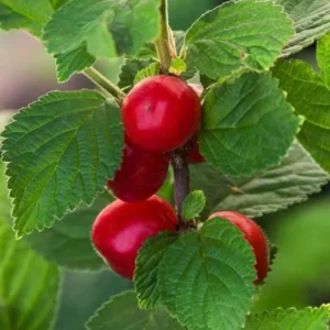 Nanking Red Sweet Bush Cherry Live Plant – 6–12 Inches Tall - Image 3