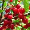 Nanking Red Sweet Bush Cherry Live Plant – 6–12 Inches Tall - Image 1