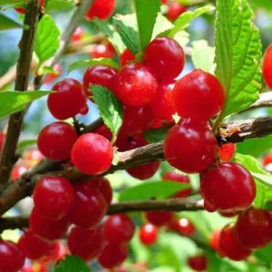 Nanking Red Sweet Bush Cherry Live Plant – 6–12 Inches Tall - Image 1
