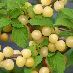 Nanking White Sweet Bush Cherry Live Plant – 6-12 Inches Tall – Outdoor Shrub - Image 2