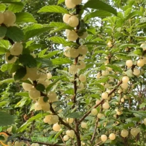 Nanking White Sweet Bush Cherry Live Plant – 6-12 Inches Tall – Outdoor Shrub - Image 3