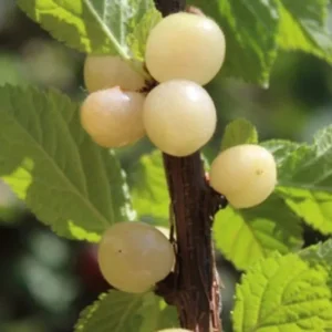 Nanking White Sweet Bush Cherry Live Plant – 6-12 Inches Tall – Outdoor Shrub - Image 5