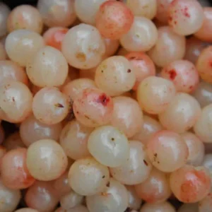 Nanking White Sweet Bush Cherry Live Plant – 6-12 Inches Tall – Outdoor Shrub - Image 6