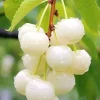 Nanking White Sweet Bush Cherry Live Plant – 6-12 Inches Tall – Outdoor Shrub - Image 1