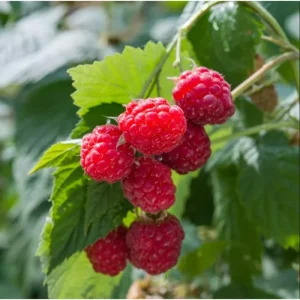 Nantahala Thornless Raspberry Live Plant, Pack of 2, 4-8 Inch, Everbearing Red Berries - Image 2