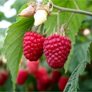 Nantahala Thornless Raspberry Live Plant, Pack of 2, 4-8 Inch, Everbearing Red Berries - Image 4