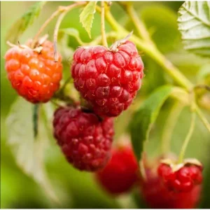Nantahala Thornless Raspberry Live Plant, Pack of 2, 4-8 Inch, Everbearing Red Berries - Image 6