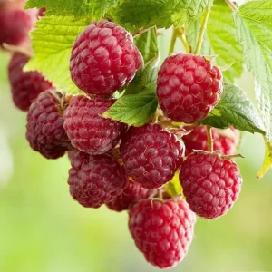 Nantahala Thornless Raspberry Live Plant, Pack of 2, 4-8 Inch, Everbearing Red Berries - Image 1