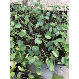 Nasturtium Live Plant - Climbing Flowers, 4 Inch Pot, Outdoor - Image 2