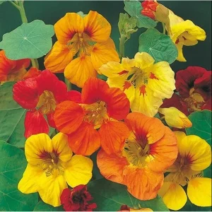 Nasturtium Live Plant - Climbing Flowers, 4 Inch Pot, Outdoor - Image 3
