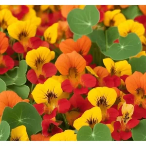 Nasturtium Live Plant - Climbing Flowers, 4 Inch Pot, Outdoor - Image 4