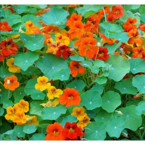 Nasturtium Live Plant - Climbing Flowers, 4 Inch Pot, Outdoor - Image 5