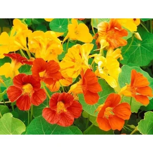 Nasturtium Live Plant - Climbing Flowers, 4 Inch Pot, Outdoor - Image 6