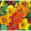 Nasturtium Live Plant - Climbing Flowers, 4 Inch Pot, Outdoor - Image 1