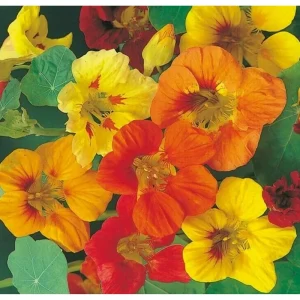 Nasturtium Live Plant - Climbing Flowers, 4 Inch Pot, Outdoor - Image 1