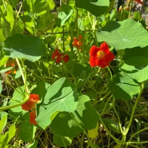 Nasturtium Live Plant Set - 2 Pots, 4 Plants Total - Edible Flowers for Garden or Container - Image 10