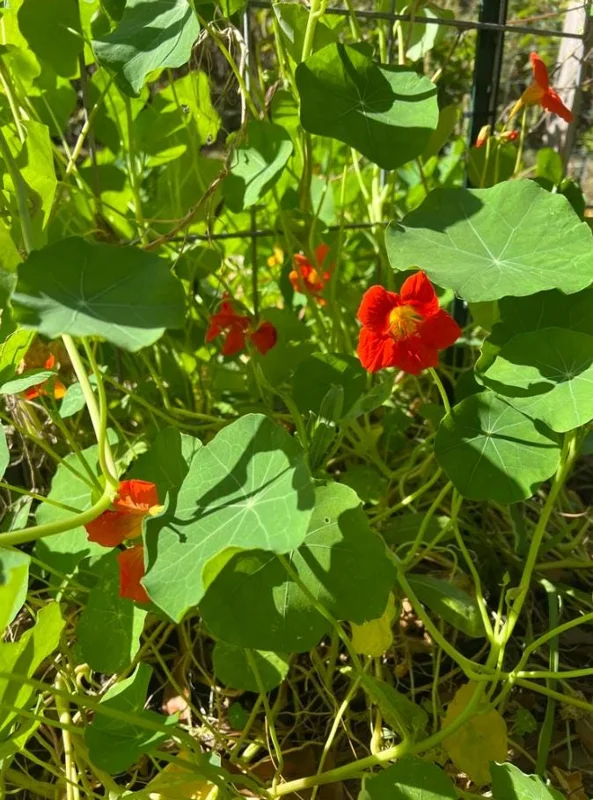 Nasturtium Live Plant Set - 2 Pots, 4 Plants Total - Edible Flowers for Garden or Container - Image 10